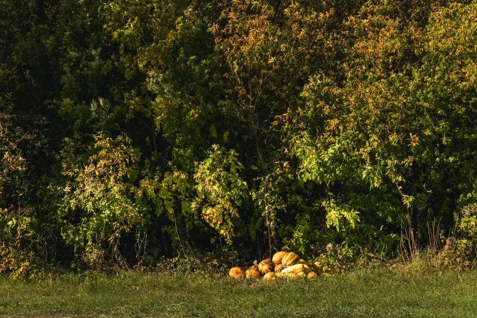 Detail Herbst Ernte Kürbis Feld Landschaft Number 12