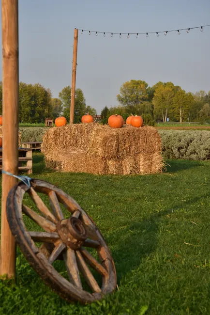 Detail Herbst Ernte Kürbis Feld Landschaft Number 18