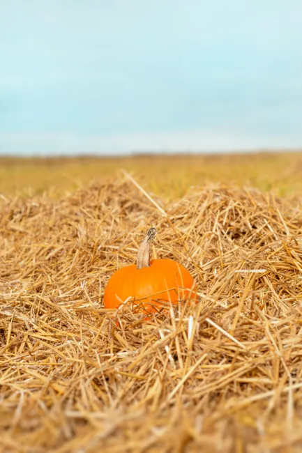 Detail Herbst Ernte Kürbis Feld Landschaft Number 20