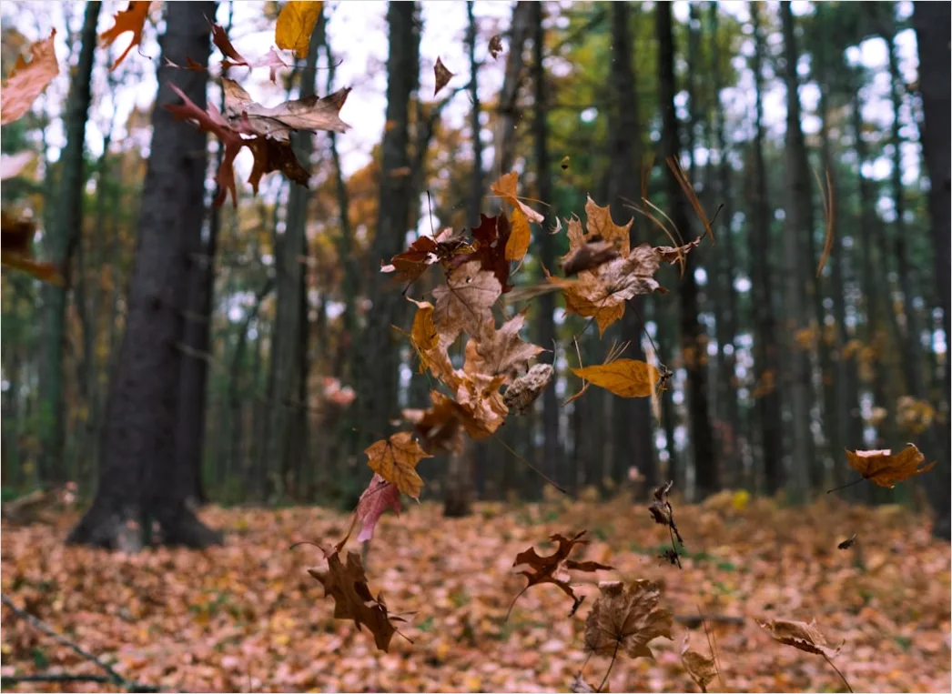 Herbst Laub Fallen Wind Bewegung Bfe2
