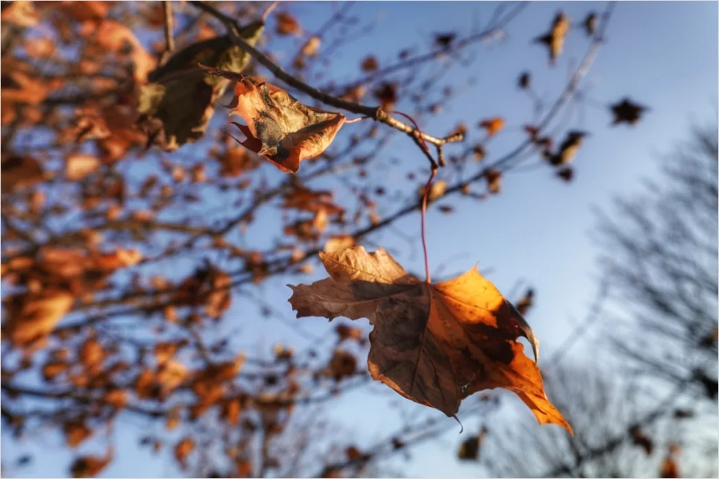 Detail Herbst Laub Fallen Wind Bewegung Number 13