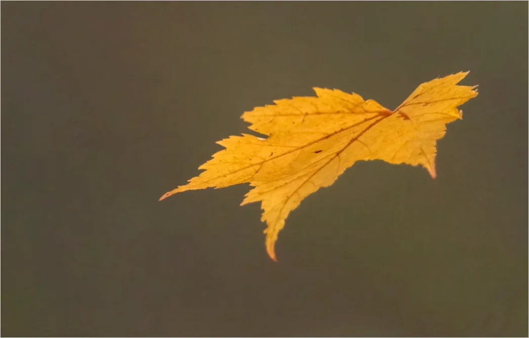 Detail Herbst Laub Fallen Wind Bewegung Number 16