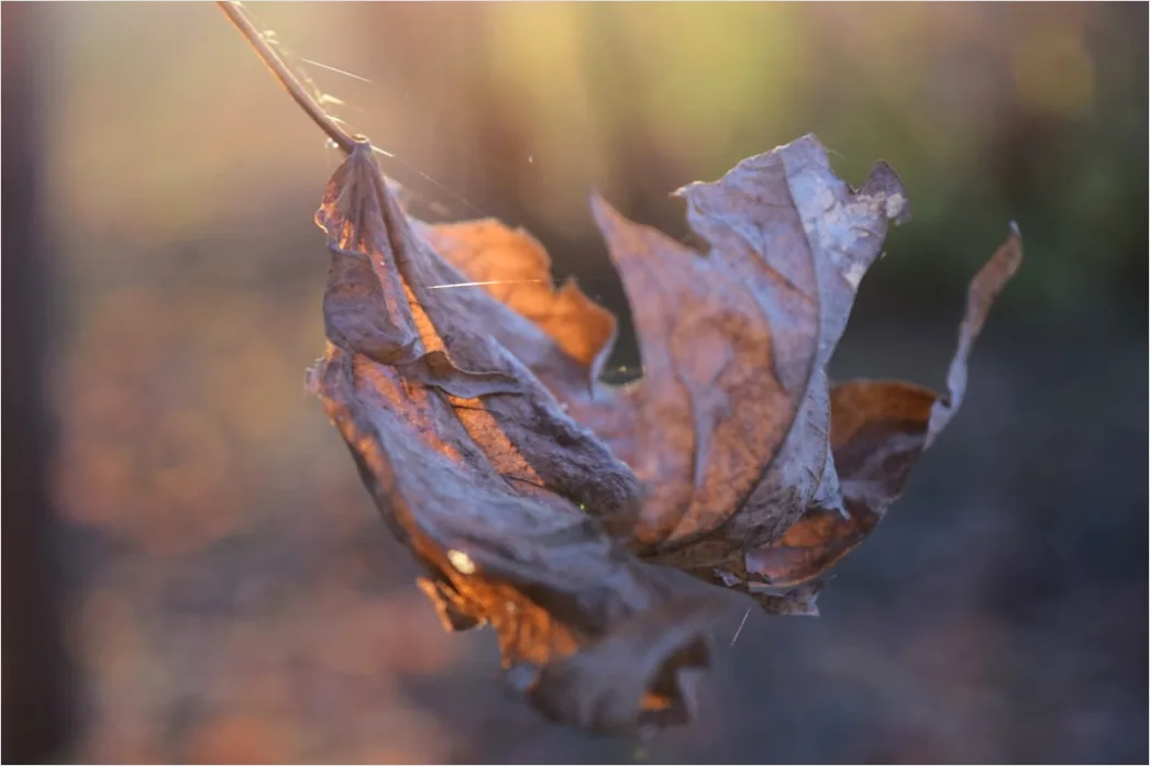 Detail Herbst Laub Fallen Wind Bewegung Number 17