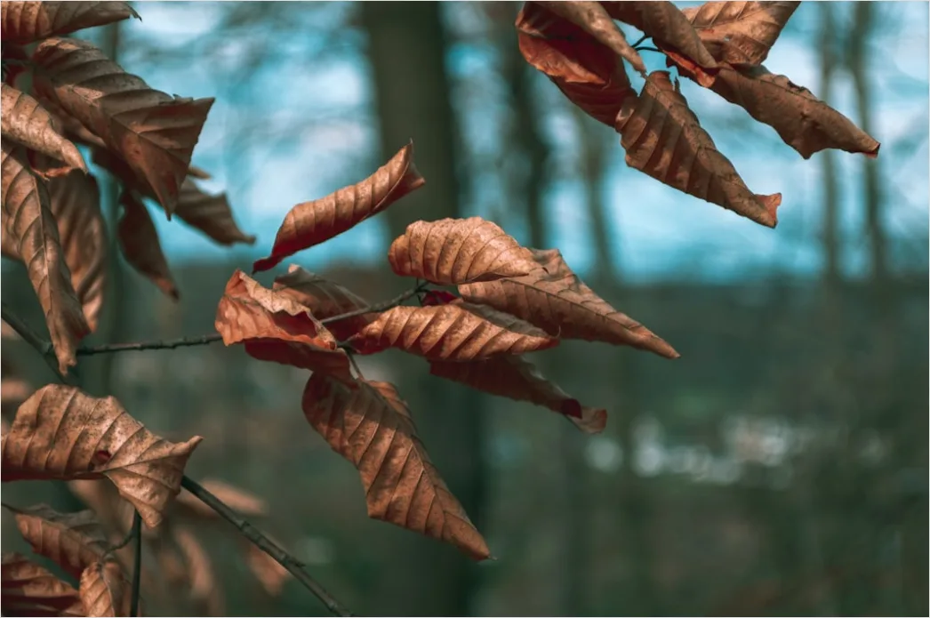 Detail Herbst Laub Fallen Wind Bewegung Number 19