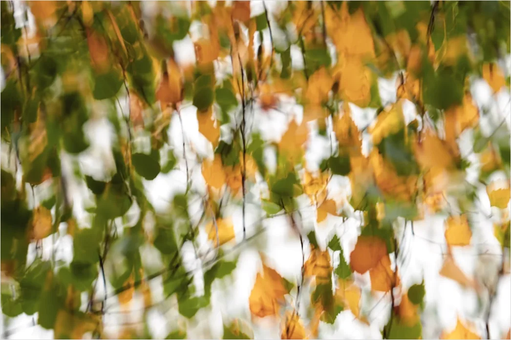 Detail Herbst Laub Fallen Wind Bewegung Number 5