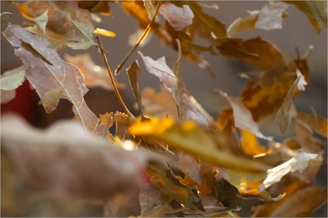 Detail Herbst Laub Fallen Wind Bewegung Number 6