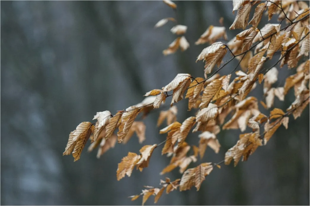 Detail Herbst Laub Fallen Wind Bewegung Number 8