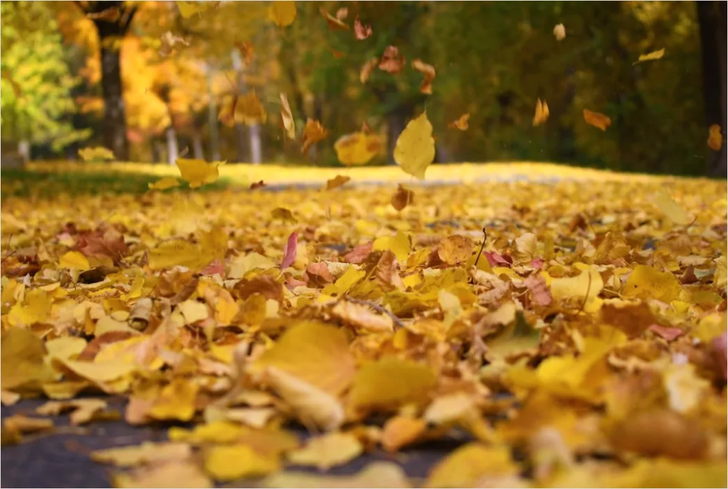 Detail Herbst Laub Fallen Wind Bewegung Number 9