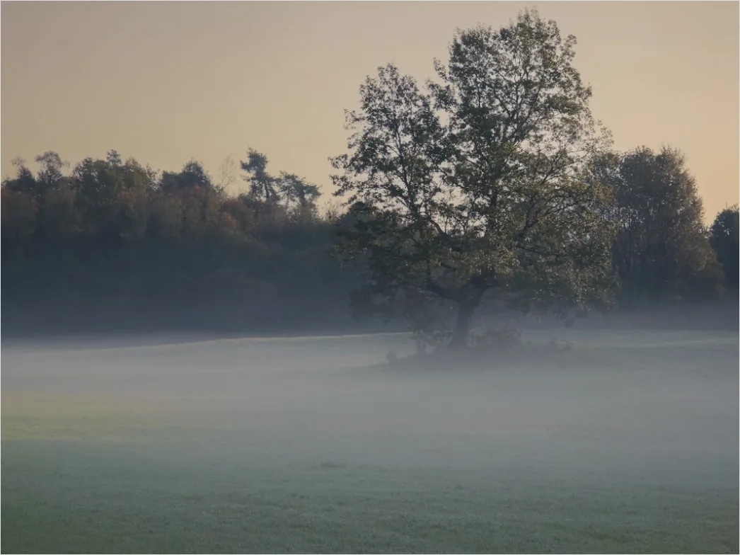 Detail Herbst Nebel Morgen Tal Stimmungsvoll Number 11