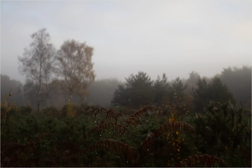 Detail Herbst Nebel Morgen Tal Stimmungsvoll Number 14
