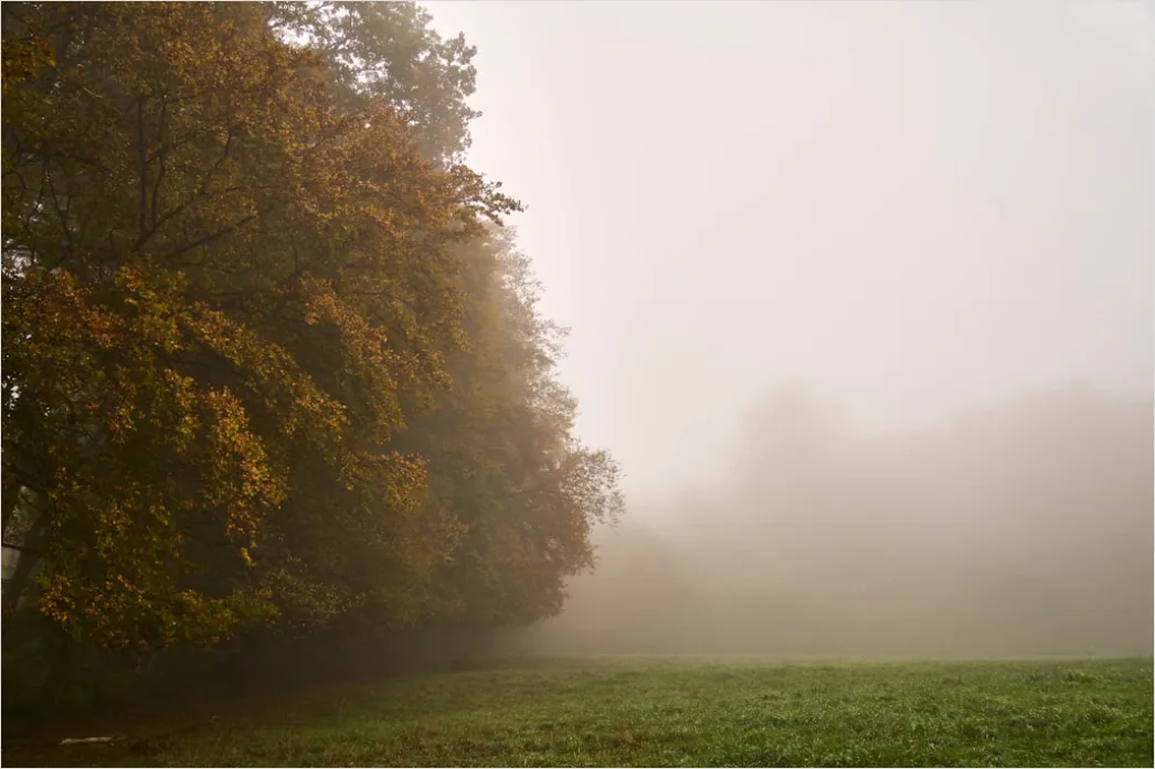 Detail Herbst Nebel Morgen Tal Stimmungsvoll Number 18