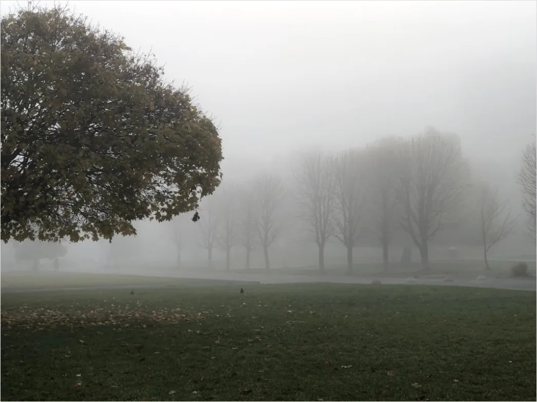 Detail Herbst Nebel Morgen Tal Stimmungsvoll Number 19