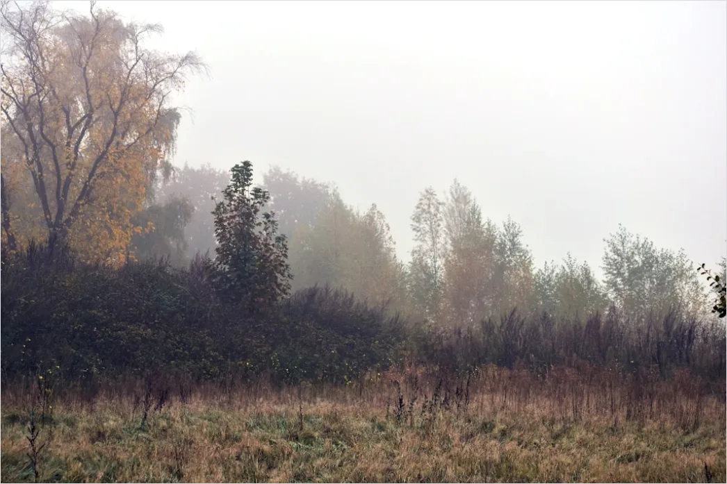 Detail Herbst Nebel Morgen Tal Stimmungsvoll Number 7