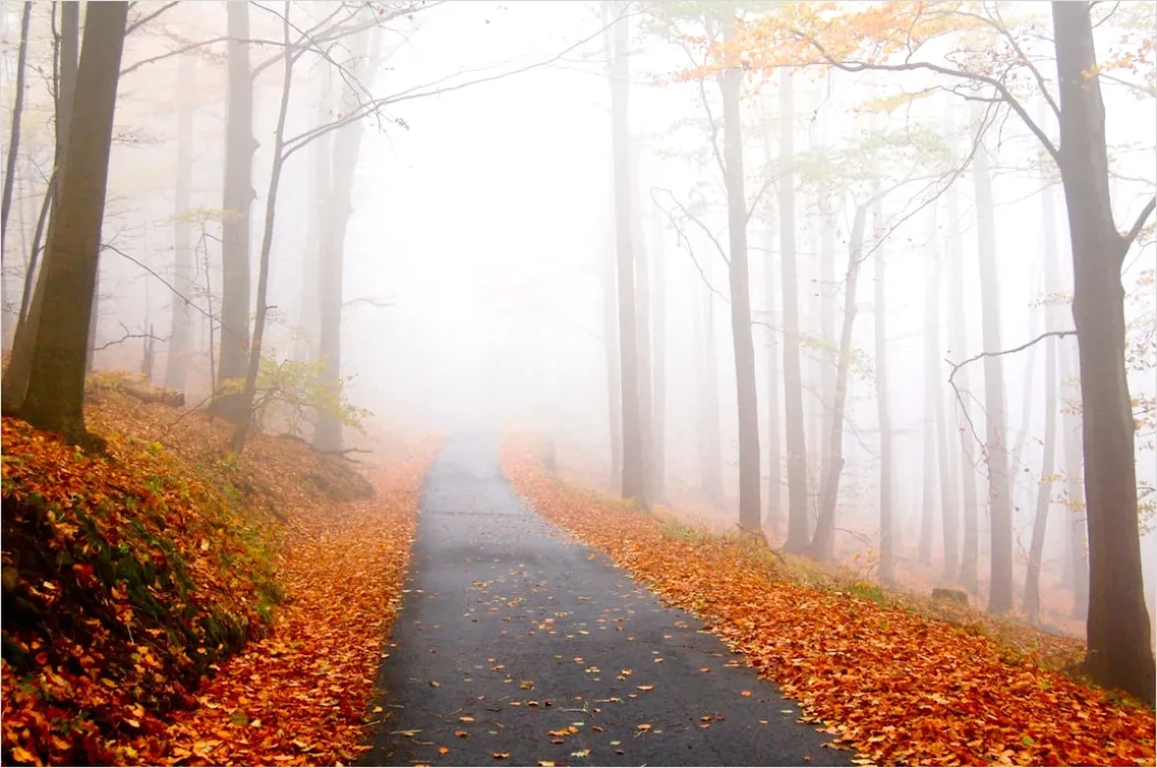 Herbst Wald Spazierweg Laub Boden 5844