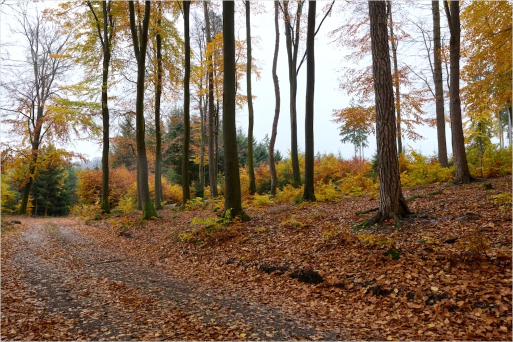 Detail Herbst Wald Spazierweg Laub Boden Number 10