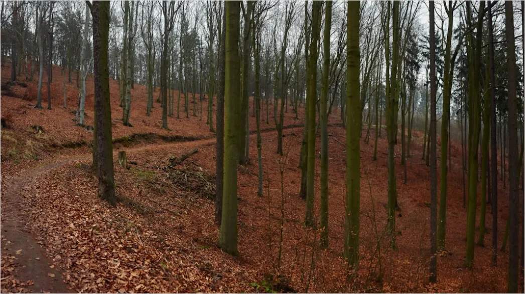 Detail Herbst Wald Spazierweg Laub Boden Number 11