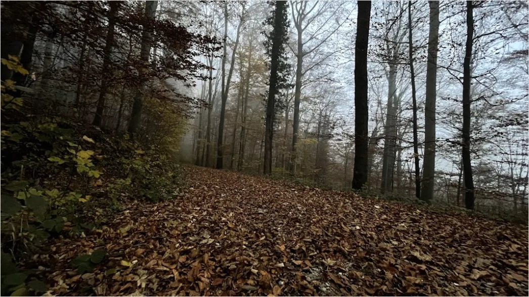 Detail Herbst Wald Spazierweg Laub Boden Number 12
