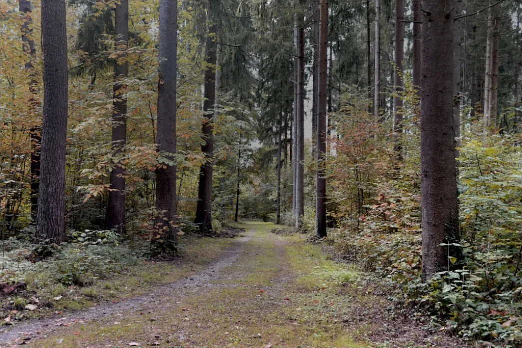 Detail Herbst Wald Spazierweg Laub Boden Number 16