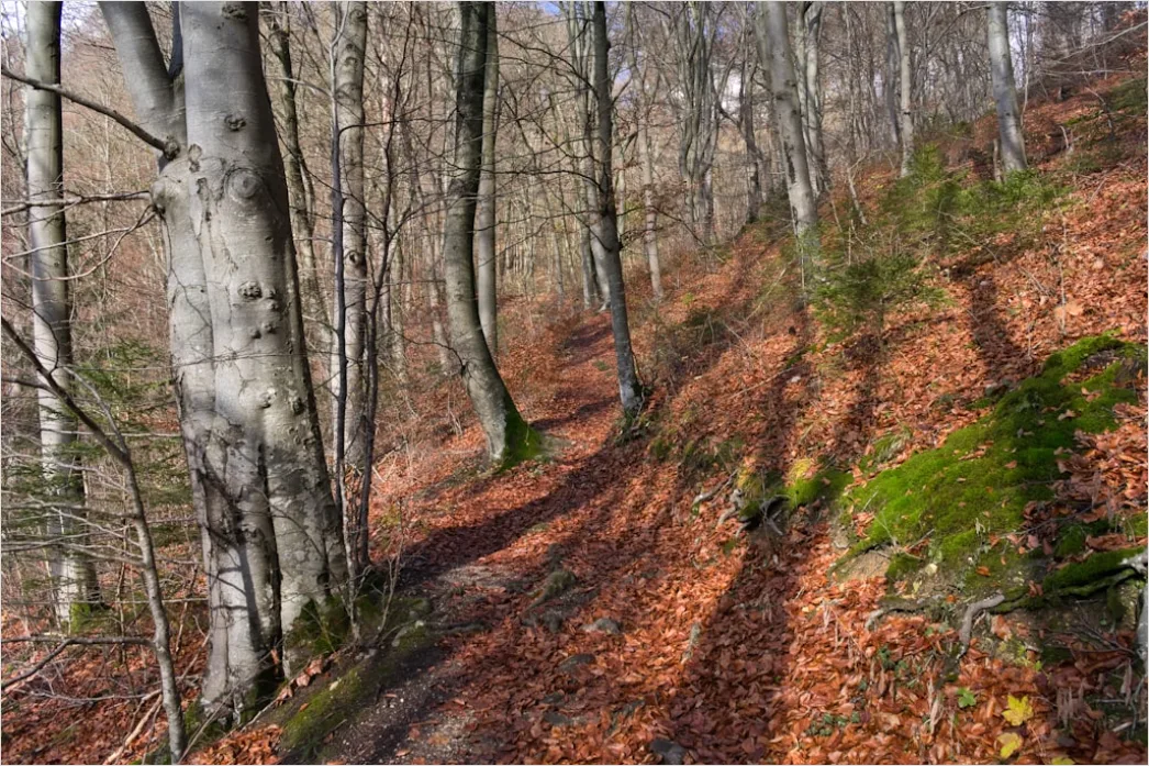 Detail Herbst Wald Spazierweg Laub Boden Number 18