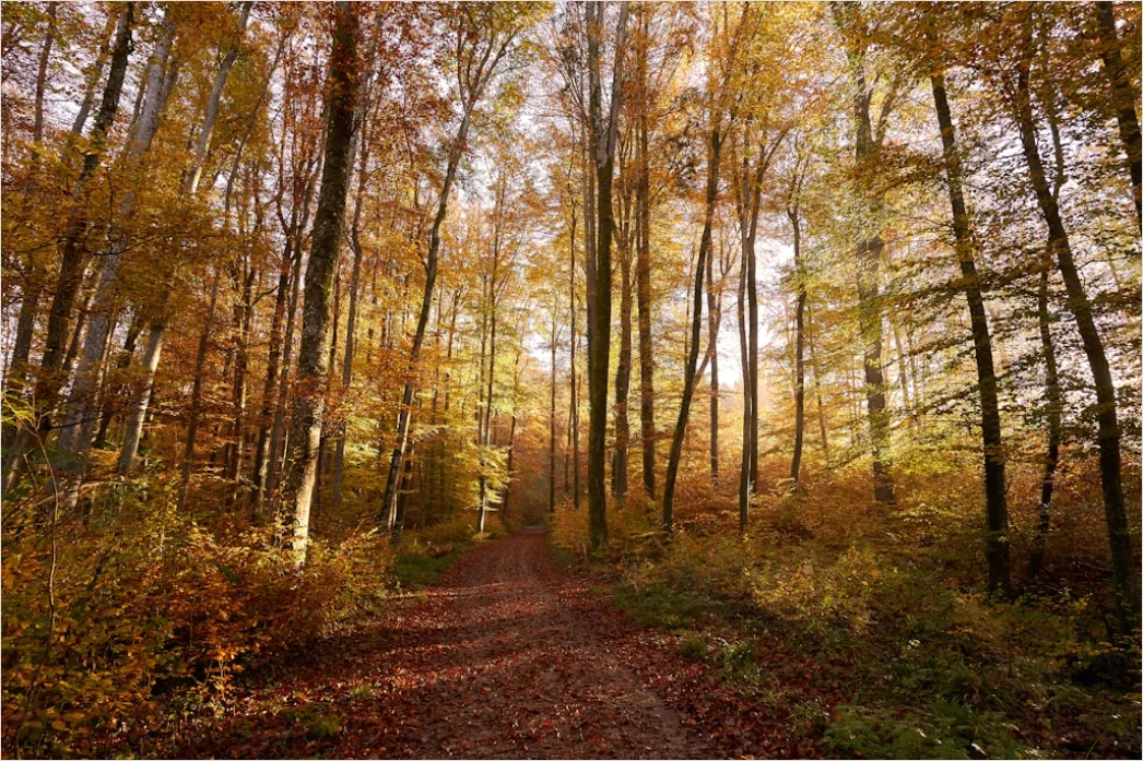 Detail Herbst Wald Spazierweg Laub Boden Number 19