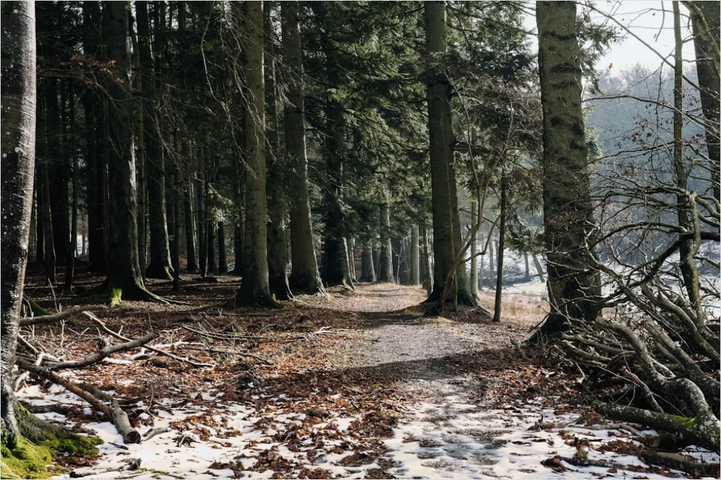 Detail Herbst Wald Spazierweg Laub Boden Number 4