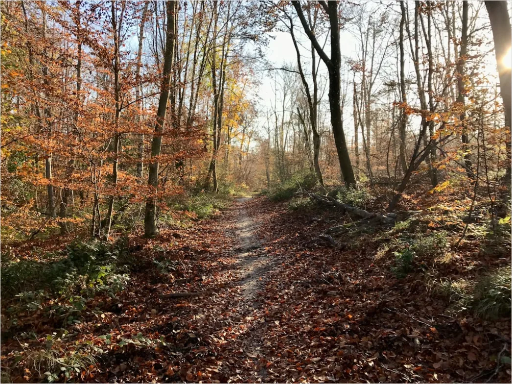 Detail Herbst Wald Spazierweg Laub Boden Number 7