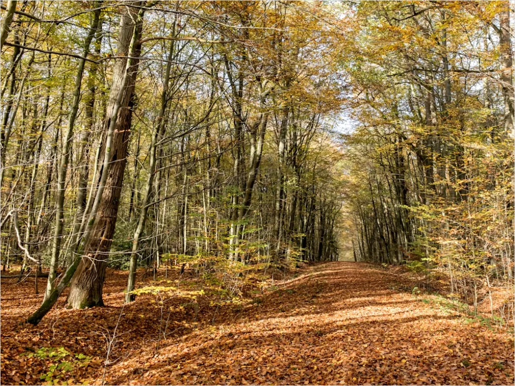 Detail Herbst Wald Spazierweg Laub Boden Number 9
