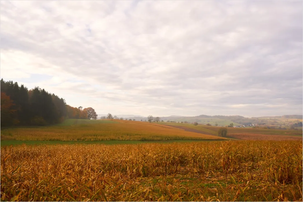 Detail Herbstfeld Ernte Landschaft Stimmung Number 5