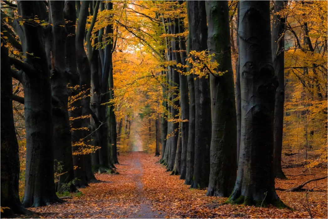 Herbstlandschaft Bunte Blaetter Wald 753a