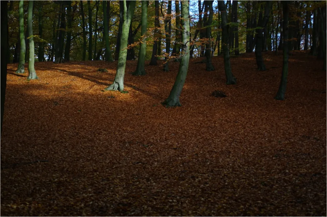 Detail Herbstlandschaft Bunte Blätter Wald Number 2