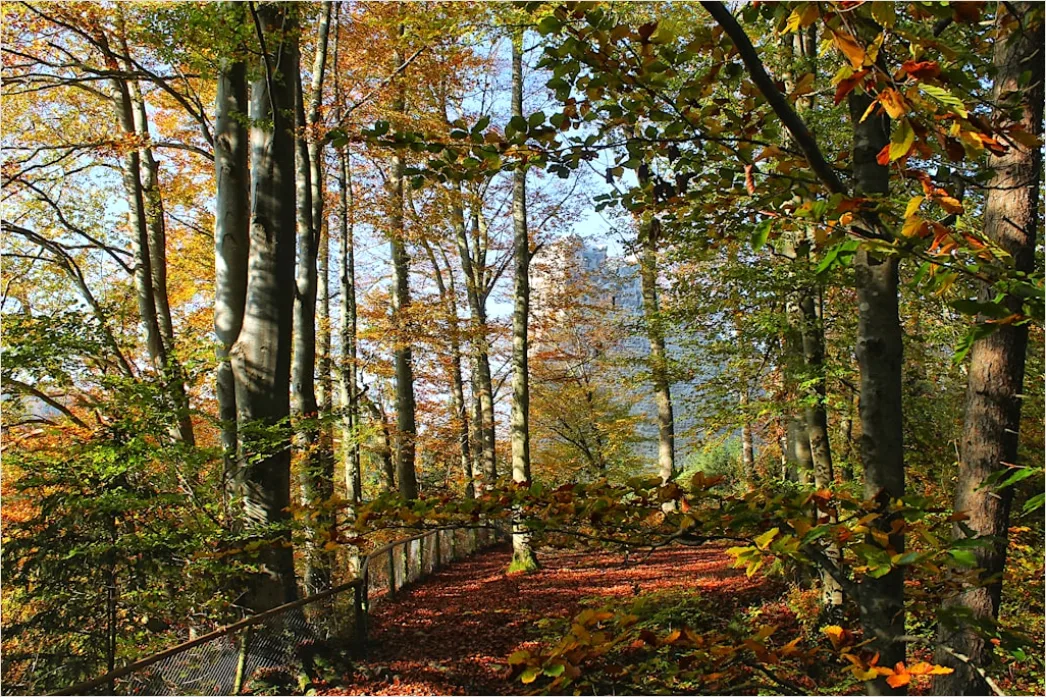 Detail Herbstlandschaft Bunte Blätter Wald Number 13