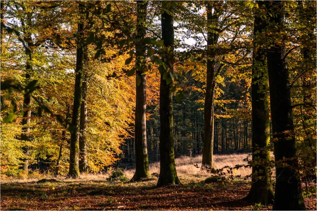 Detail Herbstlandschaft Bunte Blätter Wald Number 15