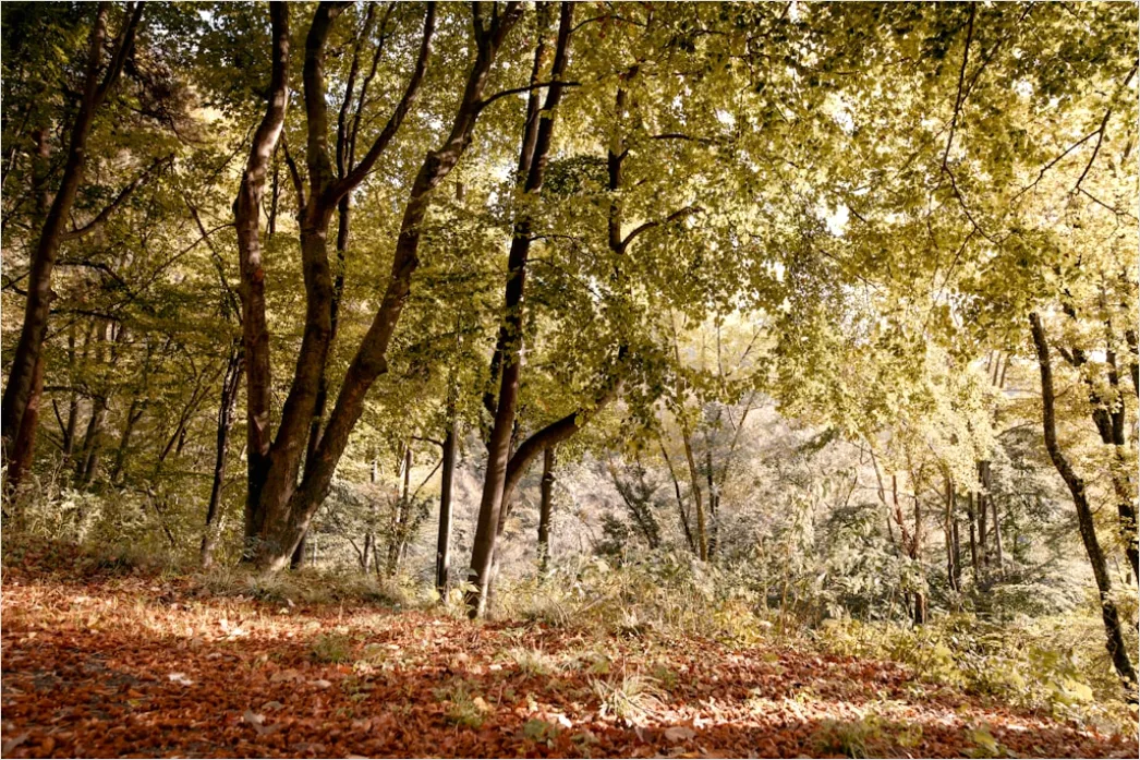 Detail Herbstlandschaft Bunte Blätter Wald Number 16
