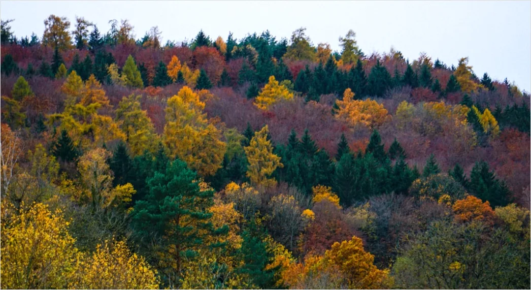 Detail Herbstlandschaft Bunte Blätter Wald Number 17