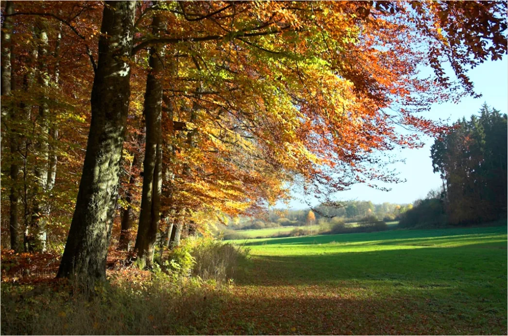 Detail Herbstlandschaft Bunte Blätter Wald Number 18