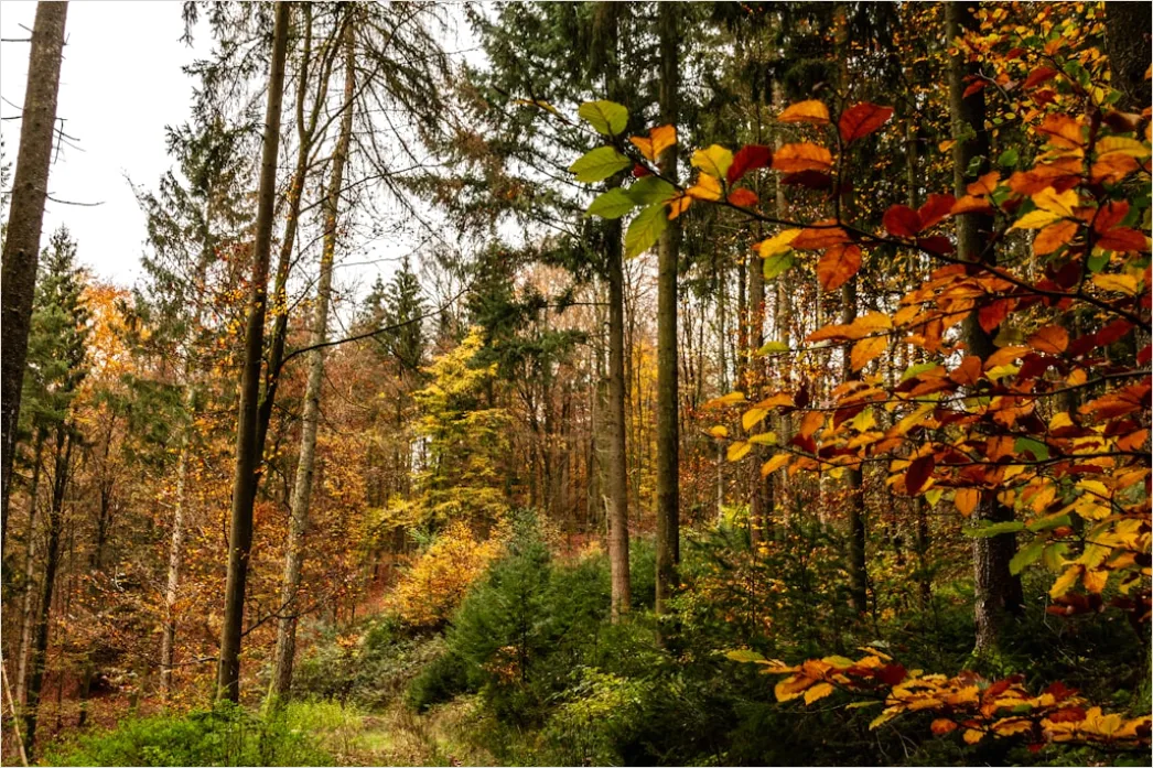 Detail Herbstlandschaft Bunte Blätter Wald Number 19