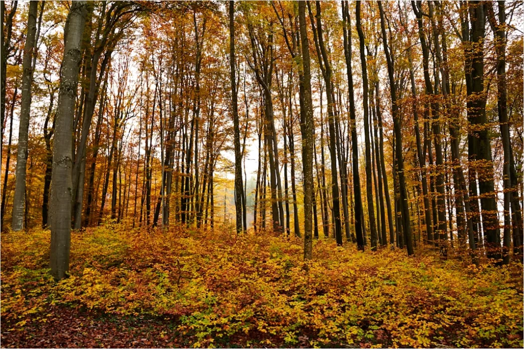 Detail Herbstlandschaft Bunte Blätter Wald Number 20