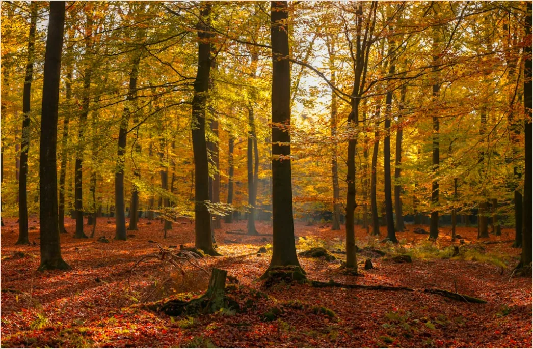 Detail Herbstlandschaft Bunte Blätter Wald Number 4