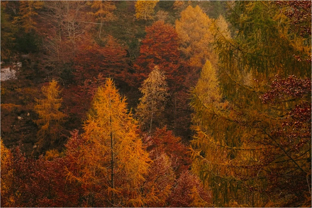 Detail Herbstlandschaft Bunte Blätter Wald Number 5