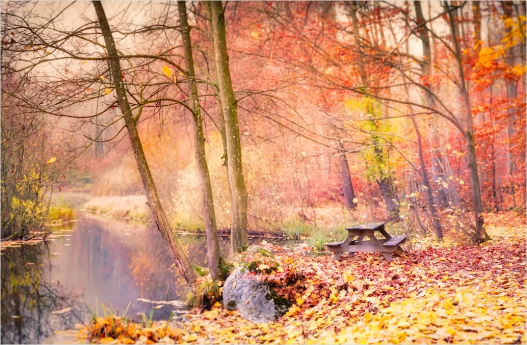Detail Herbstlandschaft Bunte Blätter Wald Number 6