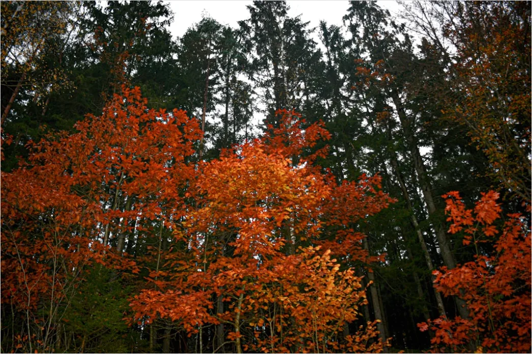 Detail Herbstlandschaft Bunte Blätter Wald Number 8