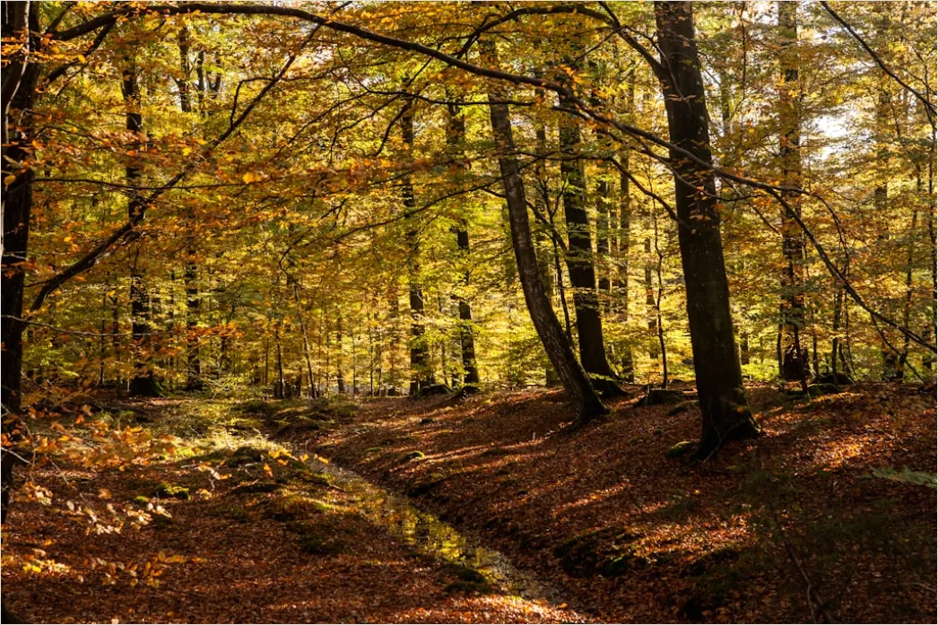 Detail Herbstlandschaft Bunte Blätter Wald Number 9
