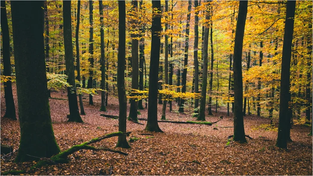 Detail Herbstlandschaft Bunte Blätter Wald Number 10
