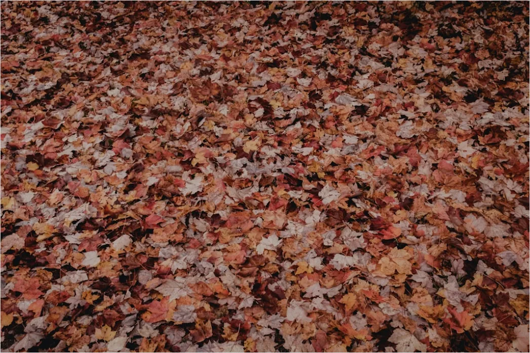 Detail Herbstwald Bunte Blätter Boden Teppich Number 2