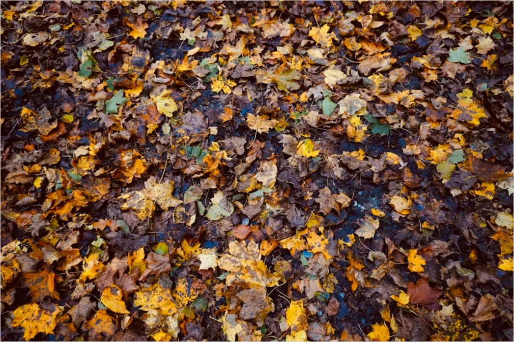 Detail Herbstwald Bunte Blätter Boden Teppich Number 11