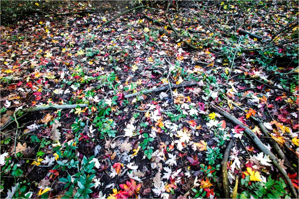 Detail Herbstwald Bunte Blätter Boden Teppich Number 12
