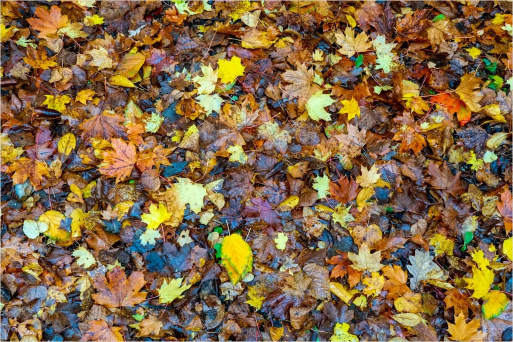 Detail Herbstwald Bunte Blätter Boden Teppich Number 14