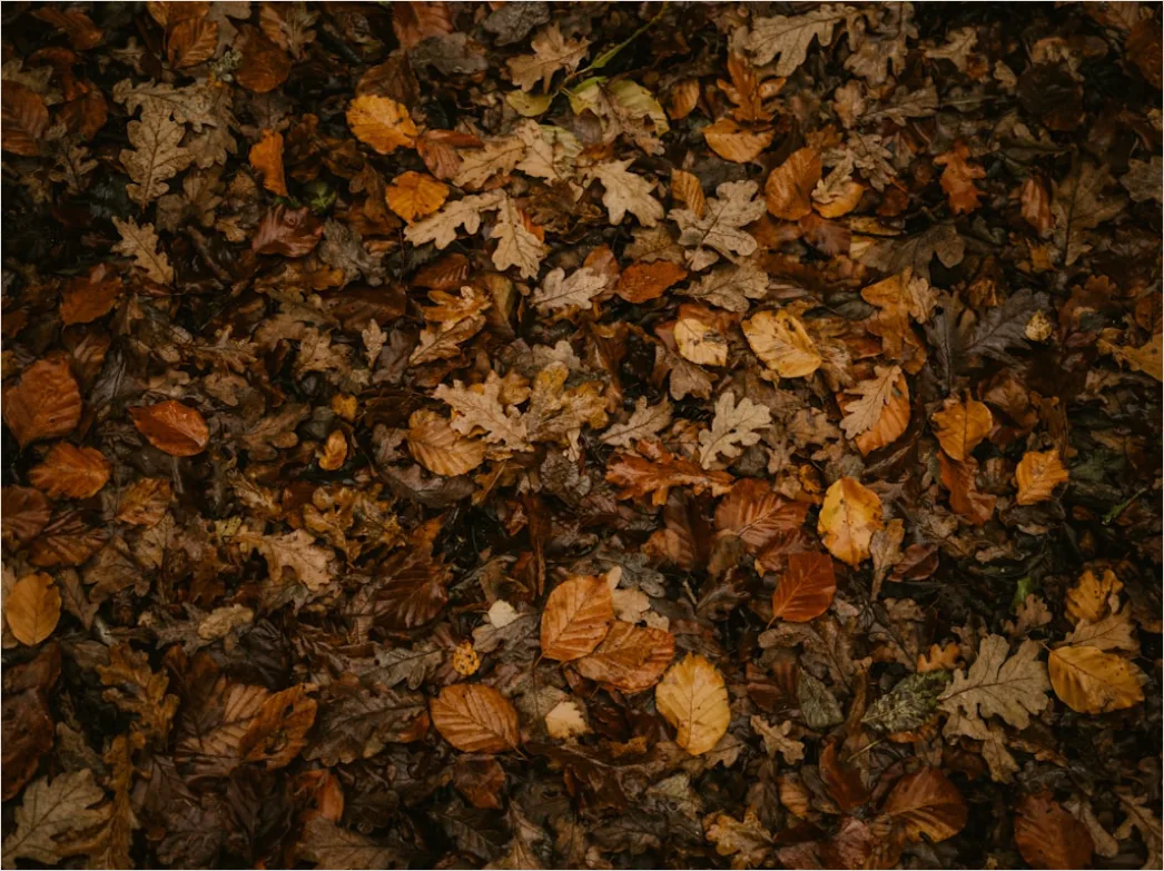 Detail Herbstwald Bunte Blätter Boden Teppich Number 16