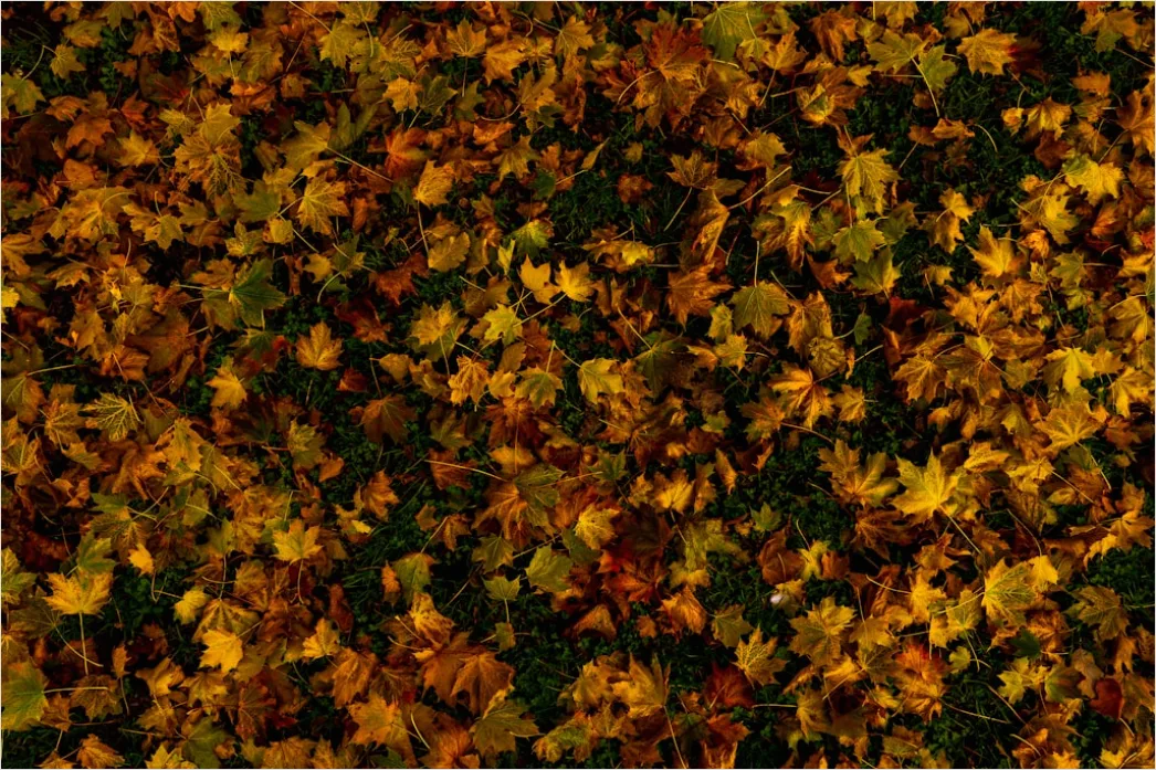 Detail Herbstwald Bunte Blätter Boden Teppich Number 17