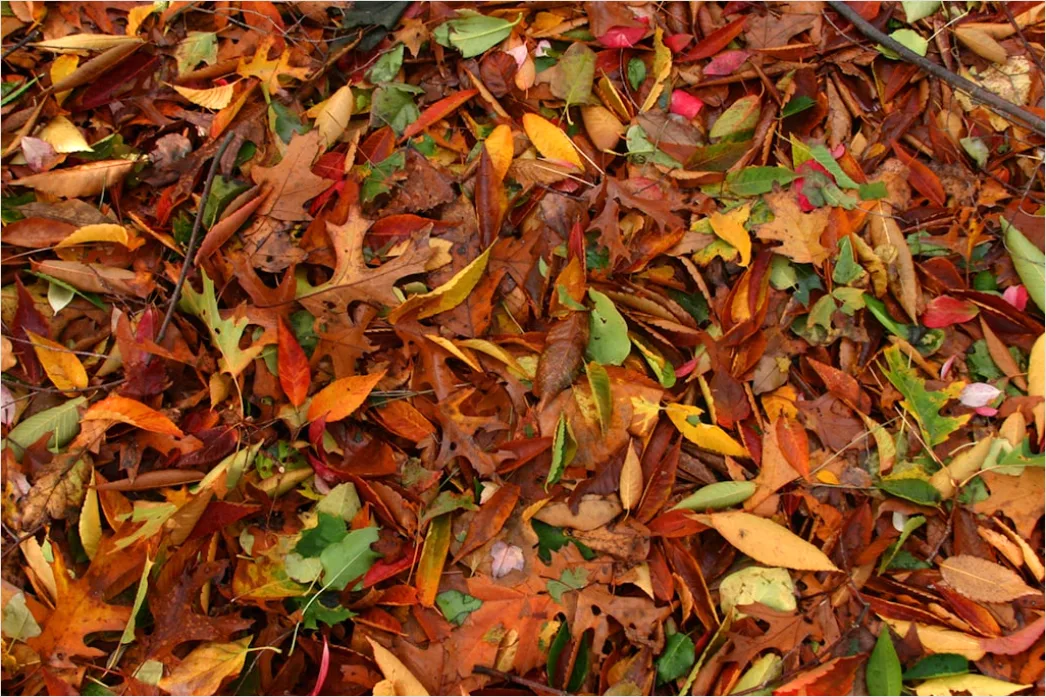 Detail Herbstwald Bunte Blätter Boden Teppich Number 19